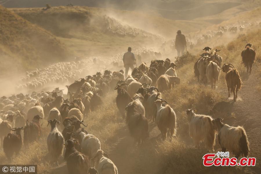 Sheep, brought by shepherds for pasturing to Kiyiduzu village, travel among the dust through the foothills of Mount Nemrut during sunset in Tatvan district of Bitlis, Turkey, July 26, 2018. (Photo/VCG)