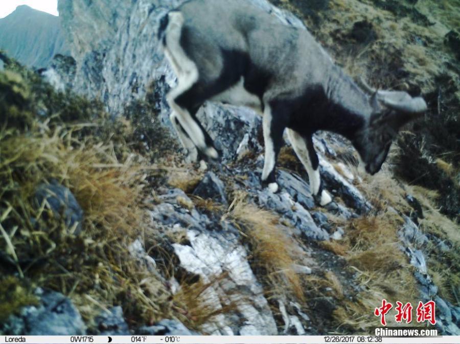 An image taken by an infrared camera shows a bharal in the Wolong Natural Reserve in Sichuan Province. It is the first time in 30 years a leopard has been found in the reserve, a core part of the Sichuan giant panda sanctuaries. Infrared cameras also caught images of snow leopards and three black bears cubs in the same frame. (Photo: China News Service/Zhong Xin)