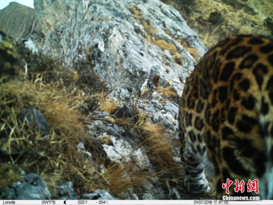 An image taken by an infrared camera shows a leopard in the Muxiangpo area, 4,080 meters above sea level, in the Wolong Natural Reserve in Sichuan Province. It is the first time in 30 years a leopard has been found in the reserve, a core part of the Sichuan giant panda sanctuaries. Infrared cameras also caught images of snow leopards and three black bears cubs in the same frame. (Photo: China News Service/Zhong Xin)