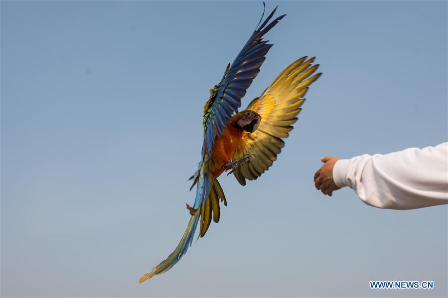 A macaw parrot practices free fly at Bumi Serpong Damai district, South Tangerang in Indonesia, July 29, 2018. (Xinhua/Veri Sanovri)