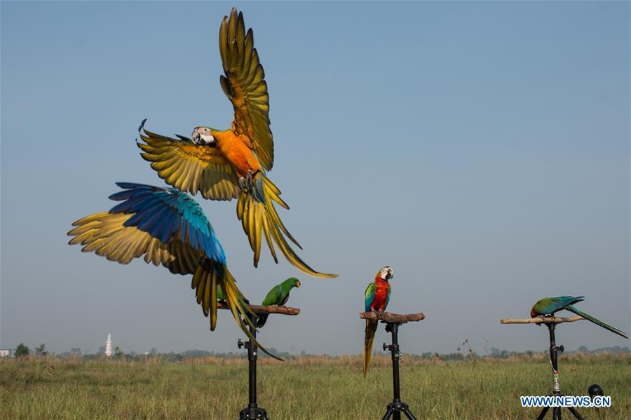Macaw parrots practice free fly at Bumi Serpong Damai district, South Tangerang in Indonesia, July 29, 2018. (Xinhua/Veri Sanovri)