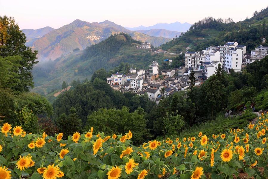 Blossoming sunflowers are seen amid the mountains in Shitan ancient village, She county, Anhui province, July 29, 2018. Villagers have sunflowers planted around their houses and along both sides of the road, creating a bright attraction for visitors. (Photo/Asianewsphoto)