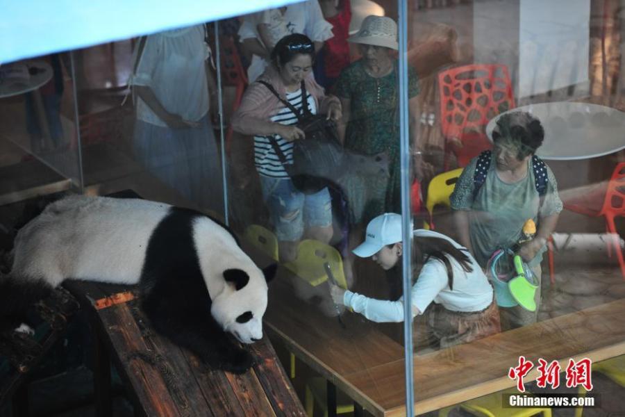A giant panda rests in an air-conditioned room at a zoo in Shenyang, capital of Northeast China\'s Liaoning province on July 30, 2018. Temperature of the city rose to 36 degrees Celsius on Monday. (Photo: China News Service/Yu Haiyang)