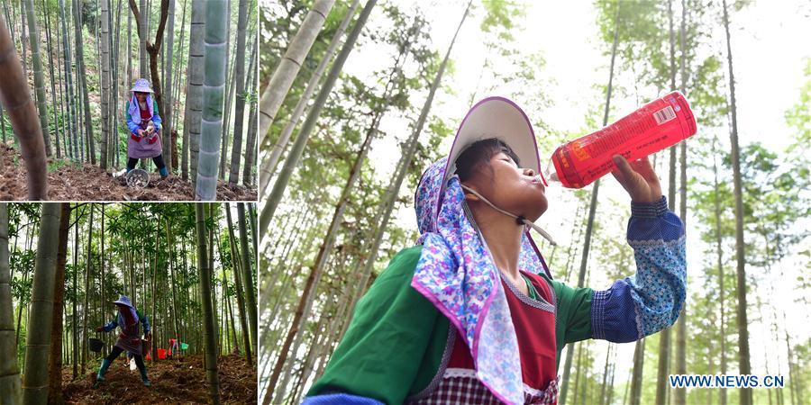 The combined photo taken on July 27, 2018 shows Jia Xiuqin, an impoverished villager, collects bamboo fungus (L, top and bottom) and drinks water during the break (R) in Rongshui Miao Autonomous County, south China\'s Guangxi Zhuang Autonomous Region. Due to harsh environmental conditions, Rongshui has long been a less developed area in China. Up to now, there are still 76,800 impoverished people living in the county. In recent years, the local government carries out effective methods for poverty alleviation, helping local people to build roads, repair houses, improve education and develop industry. (Xinhua/Huang Xiaobang)