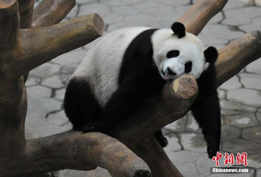 A giant panda rests in an air-conditioned room at a zoo in Shenyang, capital of Northeast China\'s Liaoning province on July 30, 2018. Temperature of the city rose to 36 degrees Celsius on Monday. (Photo: China News Service/Yu Haiyang)