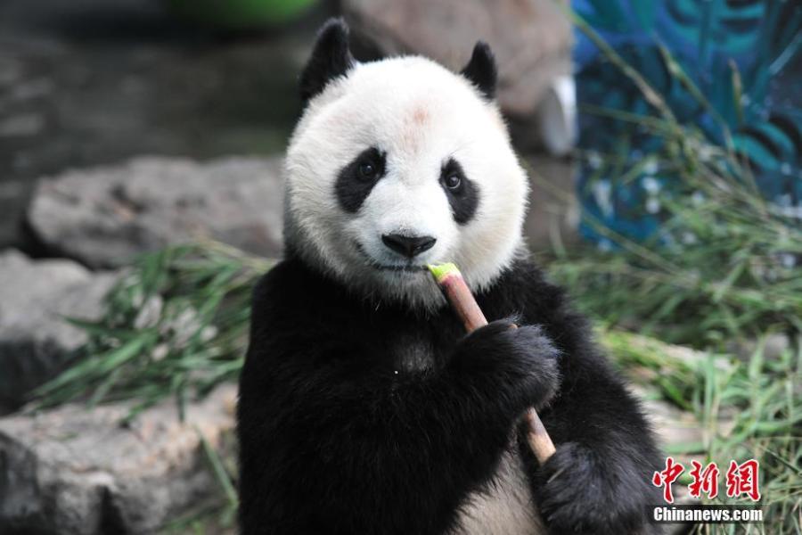 A giant panda rests in an air-conditioned room at a zoo in Shenyang, capital of Northeast China\'s Liaoning province on July 30, 2018. Temperature of the city rose to 36 degrees Celsius on Monday. (Photo: China News Service/Yu Haiyang)