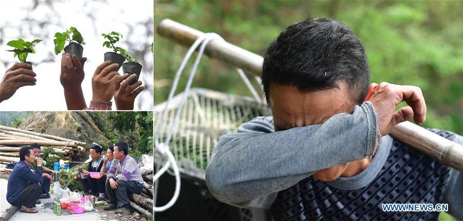 The combined photo taken on May 9, 2018 shows Liang Xiuqian, manager of a local fruit cooperative, carrying passion fruit sprouts with a shoulder pole (R), villagers holding the sprouts in their hands (L, top), and Liang Xiuqian (1st L) having lunch with villagers beside the fruit plantation (L, bottom) in Rongshui Miao Autonomous County, south China\'s Guangxi Zhuang Autonomous Region. Due to harsh environmental conditions, Rongshui has long been a less developed area in China. Up to now, there are still 76,800 impoverished people living in the county. In recent years, the local government carries out effective methods for poverty alleviation, helping local people to build roads, repair houses, improve education and develop industry. (Xinhua/Huang Xiaobang)