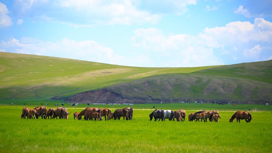 Hulunbuir, North China\'s Inner Mongolia autonomous region, is an ideal destination to escape the summer heat, with average temperatures between 16 ℃ to 21 ℃ these days. (Photo provided to China Daily)