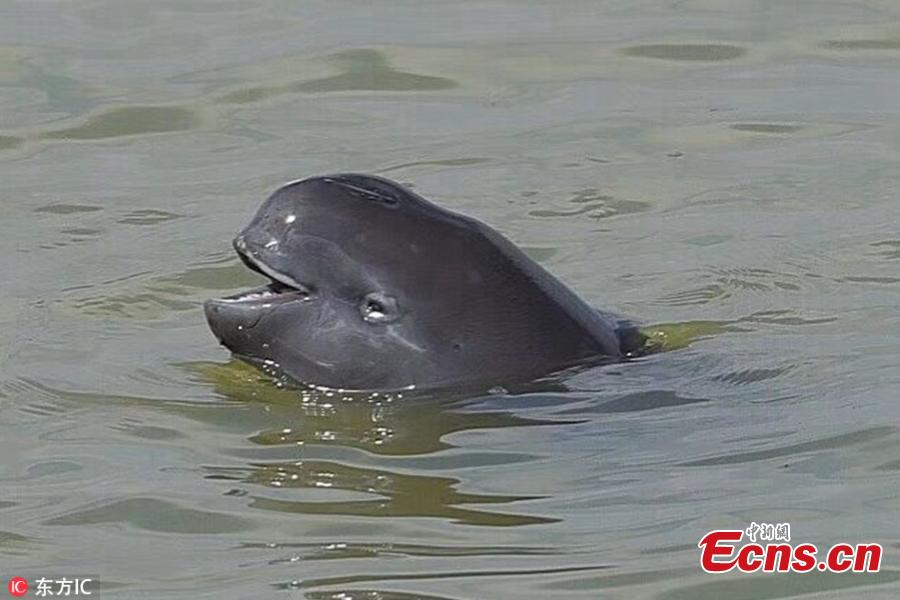 A file photo of a Yangtze finless porpoise in Poyang Lake. The total amount of highly endangered Yangtze finless porpoises has been estimated at approximately 1,012, down from previous years, according to the Ministry of Agricultural and Rural Affairs. Of the Yangtze finless porpoises, approximately 457 were in Poyang Lake, China\'s biggest freshwater lake. (Photo/IC)
