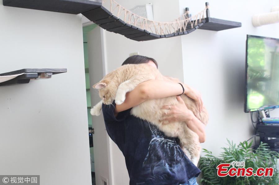 He was adopted in May by Megan Hanneman, 29, (pictured) and Mike Wilson, 35, and has since started a weight-loss program to get fit. The cat\'s personality made him easily lovable, and the couple were drawn to him as soon as they saw him at the shelter. (Photo/VCG)