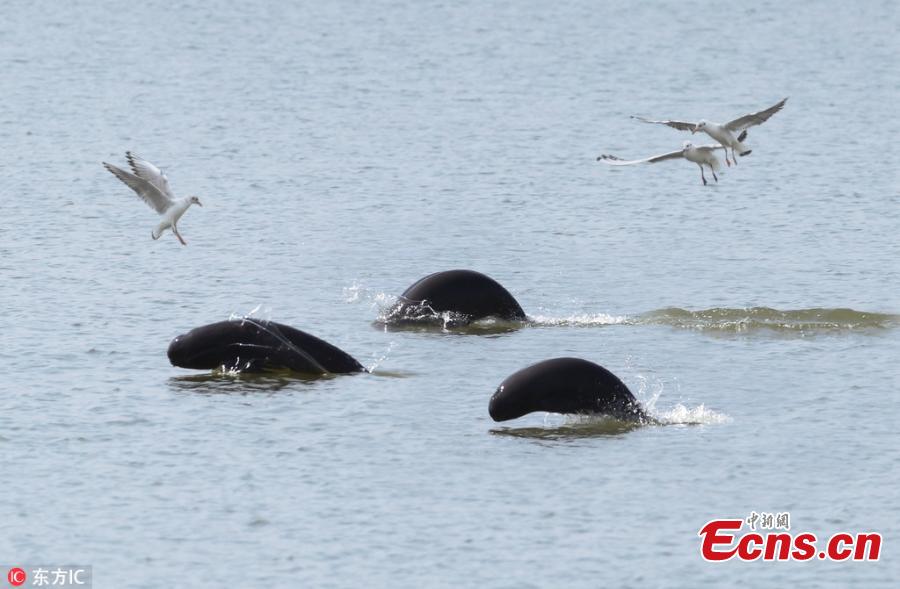 A file photo of Yangtze finless porpoises in Poyang Lake. The total amount of highly endangered Yangtze finless porpoises has been estimated at approximately 1,012, down from previous years, according to the Ministry of Agricultural and Rural Affairs. Of the Yangtze finless porpoises, approximately 457 were in Poyang Lake, China\'s biggest freshwater lake. (Photo/IC)