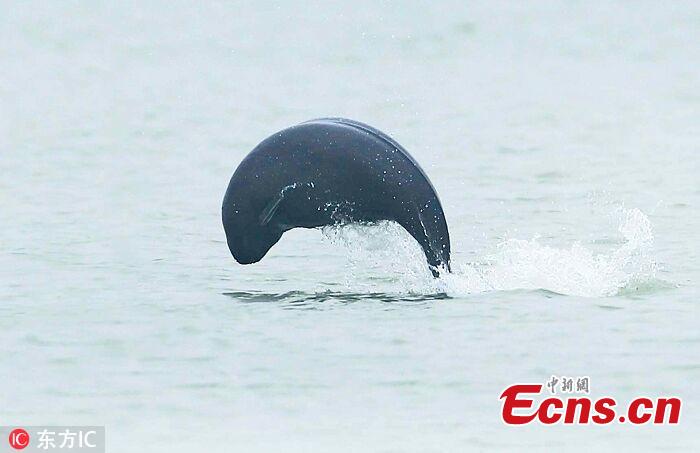 A file photo of a Yangtze finless porpoise in Poyang Lake. The total amount of highly endangered Yangtze finless porpoises has been estimated at approximately 1,012, down from previous years, according to the Ministry of Agricultural and Rural Affairs. Of the Yangtze finless porpoises, approximately 457 were in Poyang Lake, China\'s biggest freshwater lake. (Photo/IC)