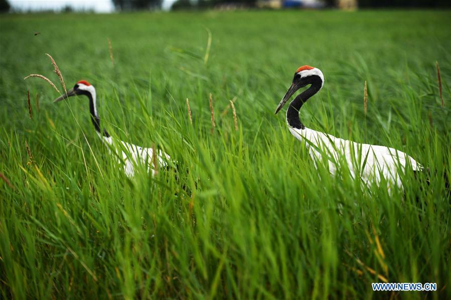 Red-crowned cranes are seen at Zhalong National Nature Reserve in Qiqihar, northeast China\'s Heilongjiang Province, Aug. 1, 2018. Zhalong National Nature Reserve, covering 2,100 square kilometers, was set up in 1979 in a northeast China\'s reed wetland. It provides a major habitat for red-crowned cranes and other wildlife. (Xinhua/Wang Kai)