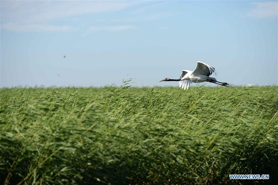 A red-crowned crane is seen flying at Zhalong National Nature Reserve in Qiqihar, northeast China\'s Heilongjiang Province, July 31, 2018. Zhalong National Nature Reserve, covering 2,100 square kilometers, was set up in 1979 in a northeast China\'s reed wetland. It provides a major habitat for red-crowned cranes and other wildlife. (Xinhua/Wang Kai)