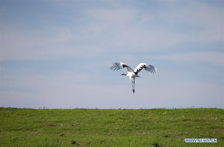A red-crowned crane is seen flying at Zhalong National Nature Reserve in Qiqihar, northeast China\'s Heilongjiang Province, July 31, 2018. Zhalong National Nature Reserve, covering 2,100 square kilometers, was set up in 1979 in a northeast China\'s reed wetland. It provides a major habitat for red-crowned cranes and other wildlife. (Xinhua/Meng Chenguang)