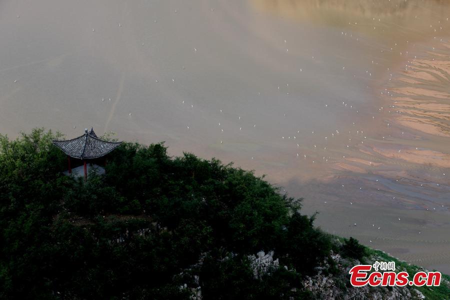 A view of the picturesque Yellow River riverbed near the Xiaolangdi Dam in Jiyuan, Henan Province, Aug. 1, 2018. Falling water and the sand segments in the riverbed form painting-like scenes.(Photo: China News Service/Wang Zhongju)