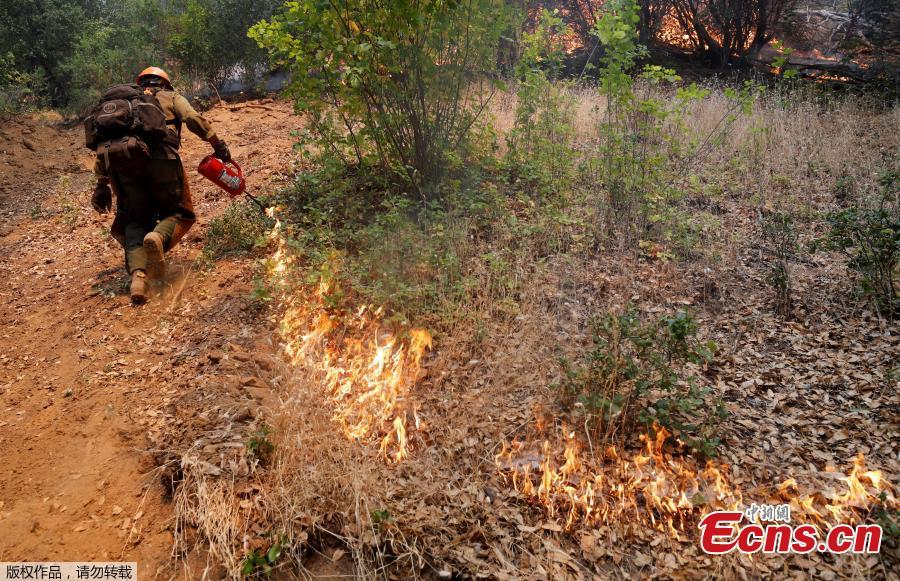 A firefighter lights backfires while battling the Ranch Fire (Mendocino Complex) north of Upper Lake, California, U.S. August 1, 2018. A 70-year-old woman and her two great-grandchildren were among six people killed when a wildfire engulfed entire communities in northern California, officials and family members said. (Photo/Agencies)