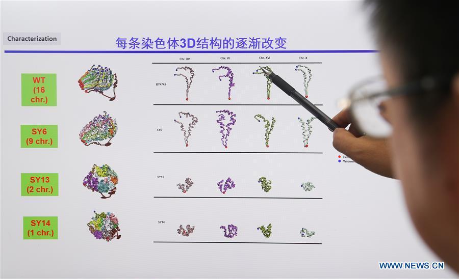 Qin Zhongjun, a molecular biologist at the Center for Excellence in Molecular Plant Sciences of the Shanghai Institute of Plant Physiology and Ecology under the Chinese Academy of Sciences, introduces his research in Shanghai, east China, July 31, 2018. Brewer\'s yeast, one-third of whose genome is said to share ancestry with humans, has 16 chromosomes. However, Chinese scientists have managed to fit nearly all its genetic material into just one chromosome while not affecting the majority of its functions, according to a paper released Thursday on the website of the journal Nature. Qin Zhongjun and his team used CRISPR-Cas9 genome-editing to create a single-chromosome yeast strain, the paper said. (Xinhua/Ding Ting)