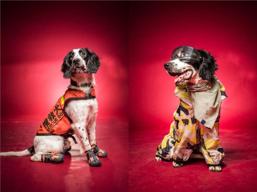 Rescue dog Kugou wears a uniform and a fashionable sun-resistant outfit. Despite being 15 months old, the dog performed so well during the national rescue dog contest that handlers didn\'t realize it was injured until the end of the event. (Photo/Asianewsphoto)