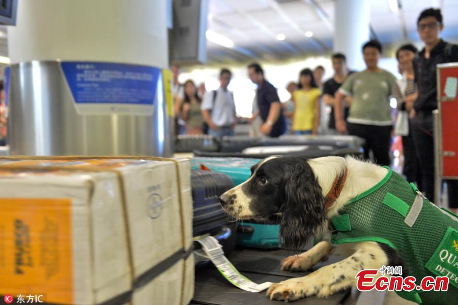 A sniffer dog works at the Hangzhou Xiaoshan International Airport in Hangzhou City, East China’s Zhejiang Province. Customs authorities at the airport have six sniffer dogs to assist with quarantine inspections. (Photo/IC)