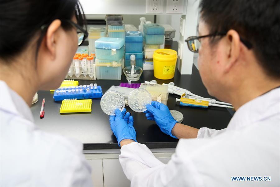 Qin Zhongjun (R), a molecular biologist at the Center for Excellence in Molecular Plant Sciences of the Shanghai Institute of Plant Physiology and Ecology under the Chinese Academy of Sciences, discusses with his team member in Shanghai, east China, July 31, 2018. Brewer\'s yeast, one-third of whose genome is said to share ancestry with humans, has 16 chromosomes. However, Chinese scientists have managed to fit nearly all its genetic material into just one chromosome while not affecting the majority of its functions, according to a paper released Thursday on the website of the journal Nature. Qin Zhongjun and his team used CRISPR-Cas9 genome-editing to create a single-chromosome yeast strain, the paper said. (Xinhua/Ding Ting)