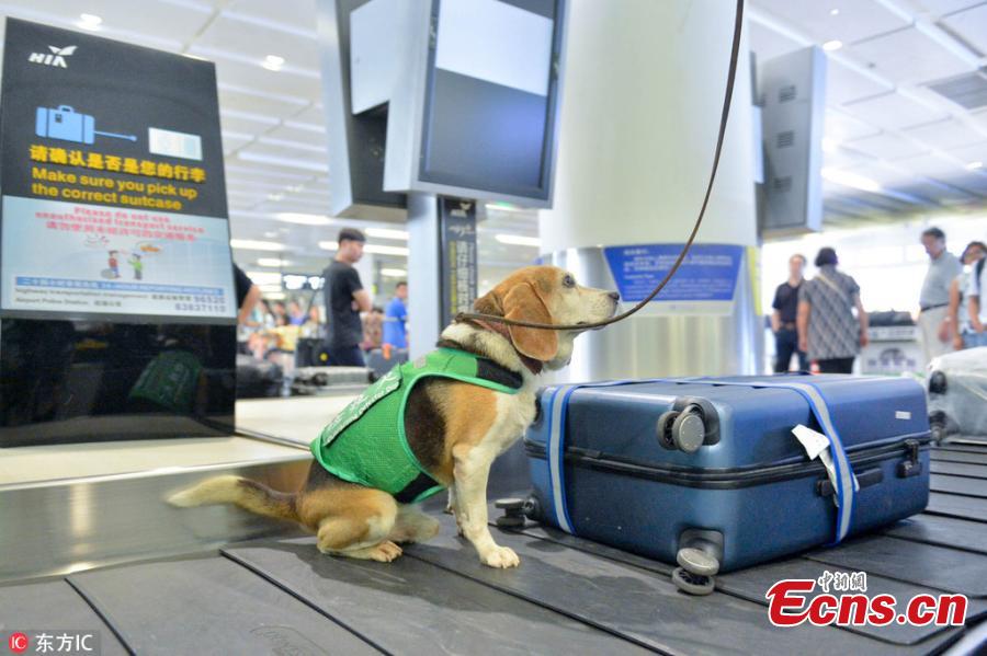 A sniffer dog works at the Hangzhou Xiaoshan International Airport in Hangzhou City, East China’s Zhejiang Province. Customs authorities at the airport have six sniffer dogs to assist with quarantine inspections. (Photo/IC)