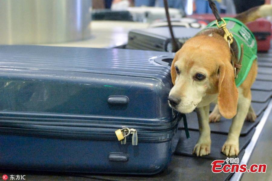 A sniffer dog works at the Hangzhou Xiaoshan International Airport in Hangzhou City, East China’s Zhejiang Province. Customs authorities at the airport have six sniffer dogs to assist with quarantine inspections. (Photo/IC)