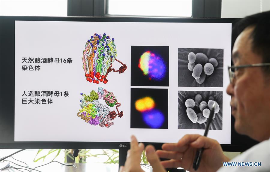 Qin Zhongjun, a molecular biologist at the Center for Excellence in Molecular Plant Sciences of the Shanghai Institute of Plant Physiology and Ecology under the Chinese Academy of Sciences, introduces his research in Shanghai, east China, July 31, 2018. Brewer\'s yeast, one-third of whose genome is said to share ancestry with humans, has 16 chromosomes. However, Chinese scientists have managed to fit nearly all its genetic material into just one chromosome while not affecting the majority of its functions, according to a paper released Thursday on the website of the journal Nature. Qin Zhongjun and his team used CRISPR-Cas9 genome-editing to create a single-chromosome yeast strain, the paper said. (Xinhua/Ding Ting)