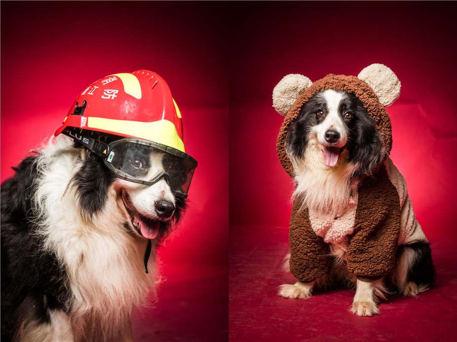 Rescue dog Liaoya, the oldest among the team with a service record spanning eight years, wears a firefighter\'s hat and an adorable rabbit outfit. (Photo/Asianewsphoto)