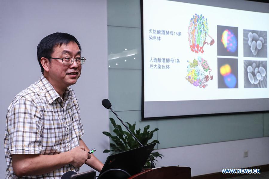 Qin Zhongjun, a molecular biologist at the Center for Excellence in Molecular Plant Sciences, Shanghai Institute of Plant Physiology and Ecology, of Chinese Academy of Sciences, introduces his research in Shanghai, east China, Aug. 2, 2018. Brewer\'s yeast, one-third of whose genome is said to share ancestry with a human\'s, has 16 chromosomes. However, Chinese scientists have managed to fit nearly all its genetic material into just one chromosome while not affecting the majority of its functions, according to a paper released Thursday on Nature\'s website. Qin Zhongjun and his team used CRISPR-Cas9 genome-editing to create a single chromosome yeast strain, the paper said. (Xinhua/Zhang Yuwei)