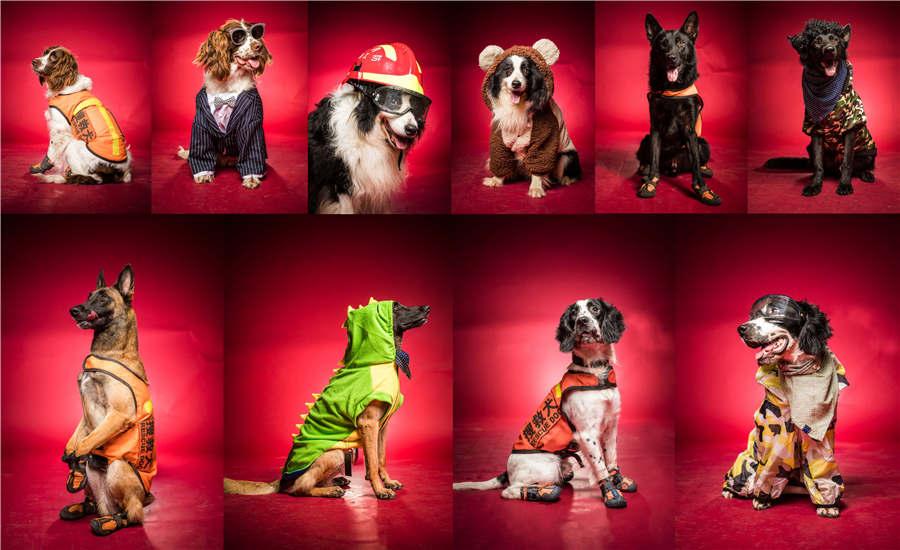 A combined photo of rescue dogs from a firefighting unit in Hangzhou. Trainers at a firefighting unit in Hangzhou, under China\'s Armed Police Force, dressed their rescue dogs in style on Wednesday in celebration of Army Day. (Photo/Asianewsphoto)