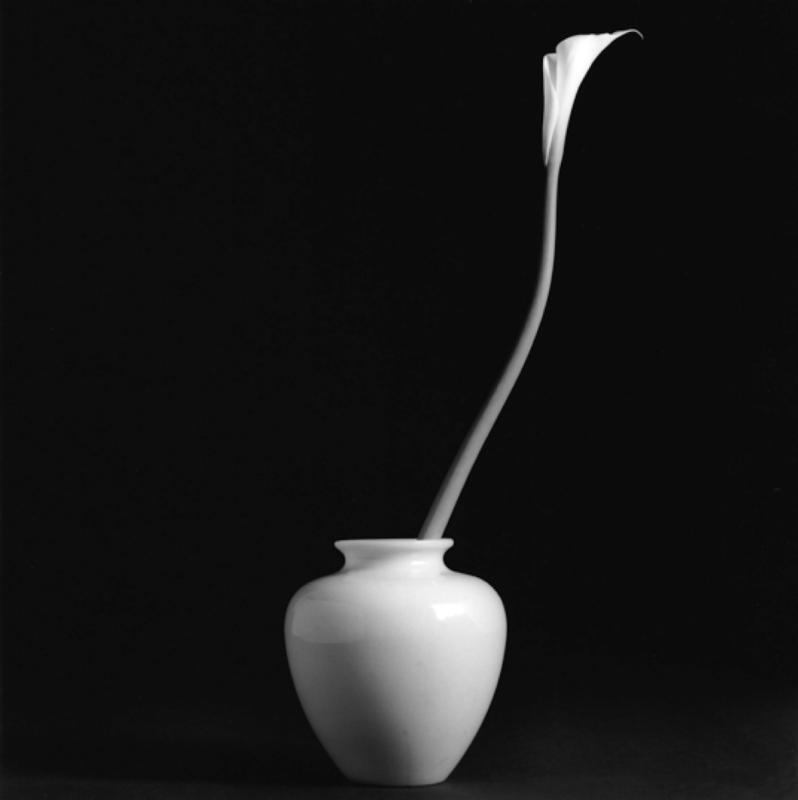 Calla Lily, Robert Mapplethorpe, courtesy of Galerie Thaddeaus Ropac (Paris, Salzburg and London), 1985. (Photo provided to chinadaily.com.cn)