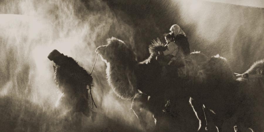 In the 1980s, camels were the only form of transportation for people in the Kubuqi. (Photo/China Daily)
Statistics provided by the local government show that the annual per capita net income of the 100,000 local farmers and herdsmen reached 14,000 yuan in 2016.d
In his capacity as general secretary of the Communist Party of China, Xi Jinping delivered a report to the CPC 19th National Congress in October in which he pledged to establish an environmental governance system in which the government will take the lead, while business will assume the main responsibilities and social organizations and the public will participate.
Tu Zhifang, chief engineer of the National Bureau to Combat Desertification, said: \