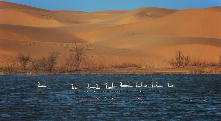 Birds swim at a desert lake in Kubuqi. (Photo/China Daily)
\