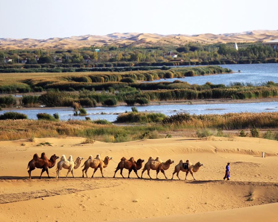 Camel riding has become a popular activity for tourists to the Kubuqi Desert, Inner Mongolia autonomous region. (Photo/China Daily)
With sweat dripping from his brow and pooling in his lower back, Urgendalai dug holes in the desert. His muscular arms moved constantly, driving through to the tough soil below and leaving his feet and ankles covered in sand.
The desert sand lacked life, but Urgendalai put a few saplings into the holes and watered them. \