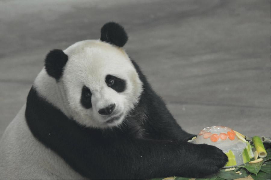 While the nation is experiencing sweltering temperatures, the giant pandas Youyou and Sijia are enjoying their literally cool life at the Yabuli ski resort in Northeast China\'s Heilongjiang Province. Heat relief in the scorching summer for the cute animals includes air conditioning, ice cubes, a bathing pool and various fresh fruits, provided by their handlers. (Photo provided to chinadaily.com.cn)