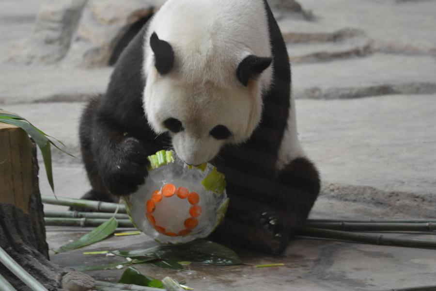 While the nation is experiencing sweltering temperatures, the giant pandas Youyou and Sijia are enjoying their literally cool life at the Yabuli ski resort in Northeast China\'s Heilongjiang Province. Heat relief in the scorching summer for the cute animals includes air conditioning, ice cubes, a bathing pool and various fresh fruits, provided by their handlers. (Photo provided to chinadaily.com.cn)