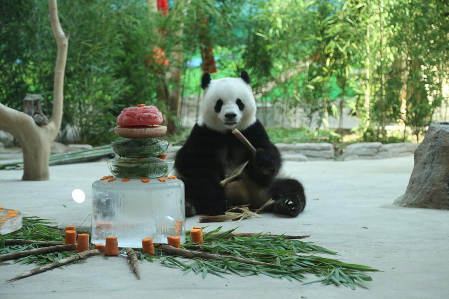 While the nation is experiencing sweltering temperatures, the giant pandas Youyou and Sijia are enjoying their literally cool life at the Yabuli ski resort in Northeast China\'s Heilongjiang Province. Heat relief in the scorching summer for the cute animals includes air conditioning, ice cubes, a bathing pool and various fresh fruits, provided by their handlers. (Photo provided to chinadaily.com.cn)