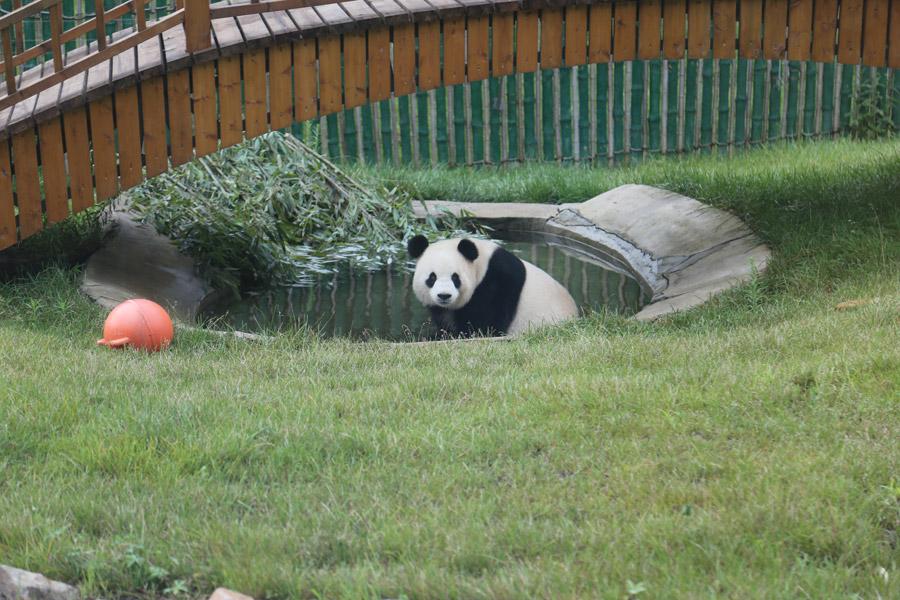 While the nation is experiencing sweltering temperatures, the giant pandas Youyou and Sijia are enjoying their literally cool life at the Yabuli ski resort in Northeast China\'s Heilongjiang Province. Heat relief in the scorching summer for the cute animals includes air conditioning, ice cubes, a bathing pool and various fresh fruits, provided by their handlers. (Photo provided to chinadaily.com.cn)