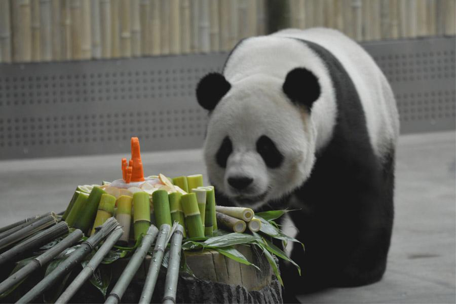 While the nation is experiencing sweltering temperatures, the giant pandas Youyou and Sijia are enjoying their literally cool life at the Yabuli ski resort in Northeast China\'s Heilongjiang Province. Heat relief in the scorching summer for the cute animals includes air conditioning, ice cubes, a bathing pool and various fresh fruits, provided by their handlers. (Photo provided to chinadaily.com.cn)