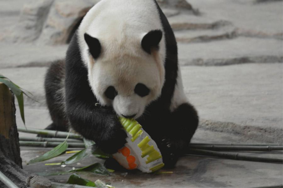 While the nation is experiencing sweltering temperatures, the giant pandas Youyou and Sijia are enjoying their literally cool life at the Yabuli ski resort in Northeast China\'s Heilongjiang Province. Heat relief in the scorching summer for the cute animals includes air conditioning, ice cubes, a bathing pool and various fresh fruits, provided by their handlers. (Photo provided to chinadaily.com.cn)