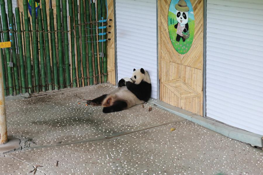 While the nation is experiencing sweltering temperatures, the giant pandas Youyou and Sijia are enjoying their literally cool life at the Yabuli ski resort in Northeast China\'s Heilongjiang Province. Heat relief in the scorching summer for the cute animals includes air conditioning, ice cubes, a bathing pool and various fresh fruits, provided by their handlers. (Photo provided to chinadaily.com.cn)