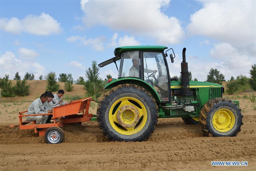 Technicians work at an plantation area at the Kubuqi Desert, north China\'s Inner Mongolia Autonomous Region, July 24, 2018. Kubuqi, the seventh largest desert in China, is a good example of China\'s success in alleviating desertification. About 6,460 square kilometers of the Kubuqi desert has been reclaimed in the last 30 years. (Xinhua/Zou Yu)