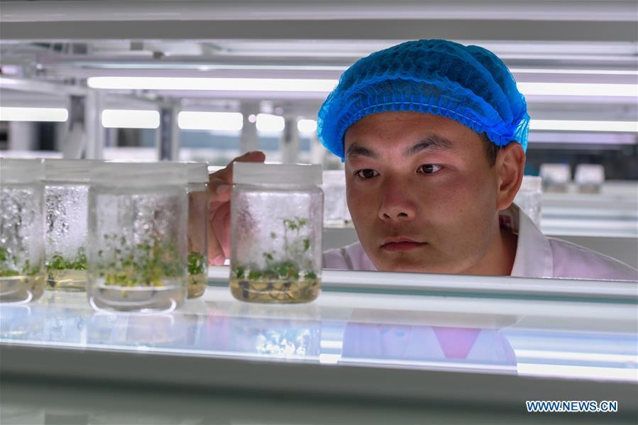 A researcher checks plants for sandy soil at Elion Resources Group in Erdos, north China\'s Inner Mongolia Autonomous Region, July 11, 2018. Kubuqi, the seventh largest desert in China, is a good example of China\'s success in alleviating desertification. About 6,460 square kilometers of the Kubuqi desert has been reclaimed in the last 30 years. (Xinhua/Peng Yuan)