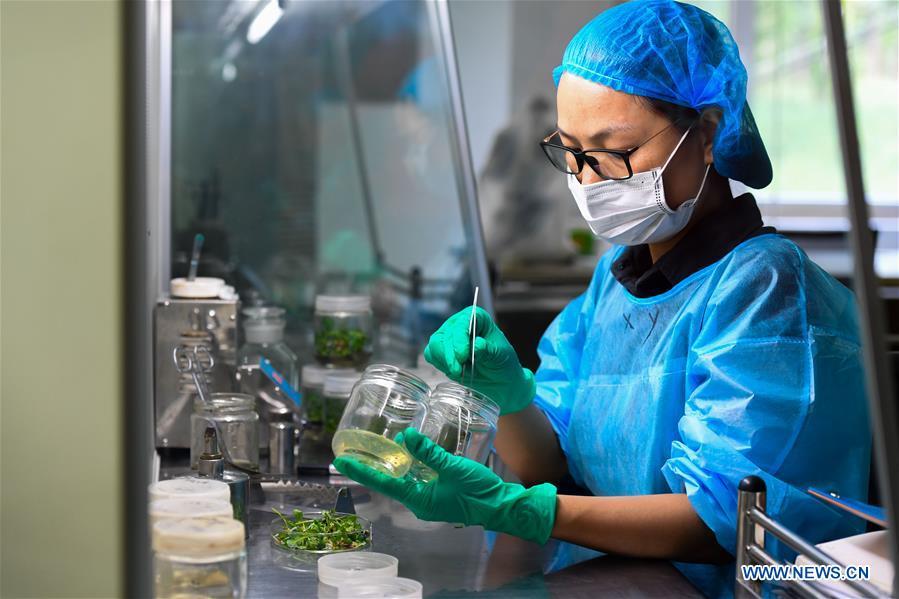 A researcher conducts experiments on plants for sandy soil at Elion Resources Group in Erdos, north China\'s Inner Mongolia Autonomous Region, July 11, 2018. Kubuqi, the seventh largest desert in China, is a good example of China\'s success in alleviating desertification. About 6,460 square kilometers of the Kubuqi desert has been reclaimed in the last 30 years. (Xinhua/Peng Yuan)