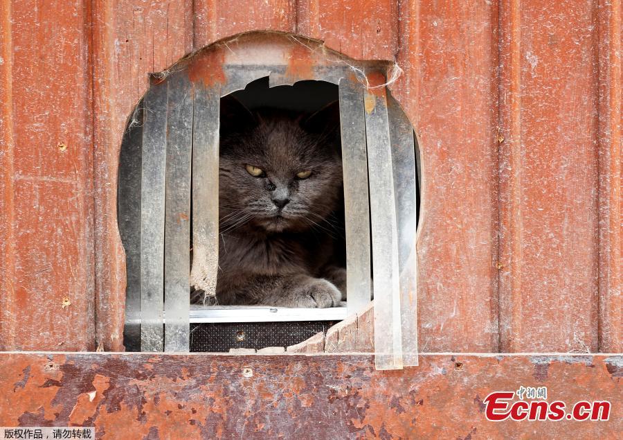 Calin, a European cat, is seen at the association \