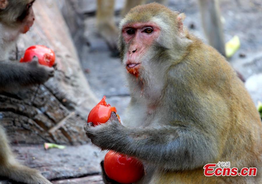 Macaque monkeys enjoy icy watermelons, bananas and other fruit at Wulongkou nature reserve in Jiyuan County, Central China\'s Henan Province, Aug. 9, 2018, as temperatures reached 37 degrees centigrade. The natural reserve is home to 3,000 macaques. (Photo: China News Service/Wang Zhongju)