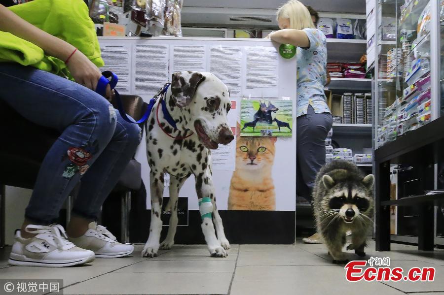 A dog and Yesha the Raccoon at Alexei Krotov\'s animal hospital, Rostov-on-Don, Russia, Aug. 2, 2018. The raccoon is considered an employee by the clinic\'s staff as it greets people at the entrance and helps to bring new clients. (Photo/VCG)