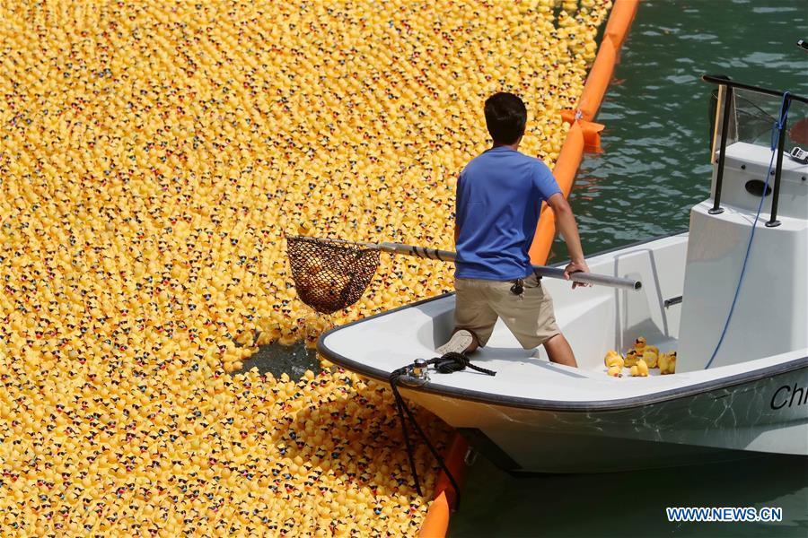 A volunteer recovers rubber ducks from the Chicago River following the 13th Annual Chicago Ducky Derby in Chicago, the United States, Aug. 9, 2018. Derby organizers dropped about 60,000 rubber ducks into the Chicago river on Thursday to start the Rubber Ducky Derby this year, which helps raise money for Special Olympics Illinois. (Xinhua/Wang Ping)