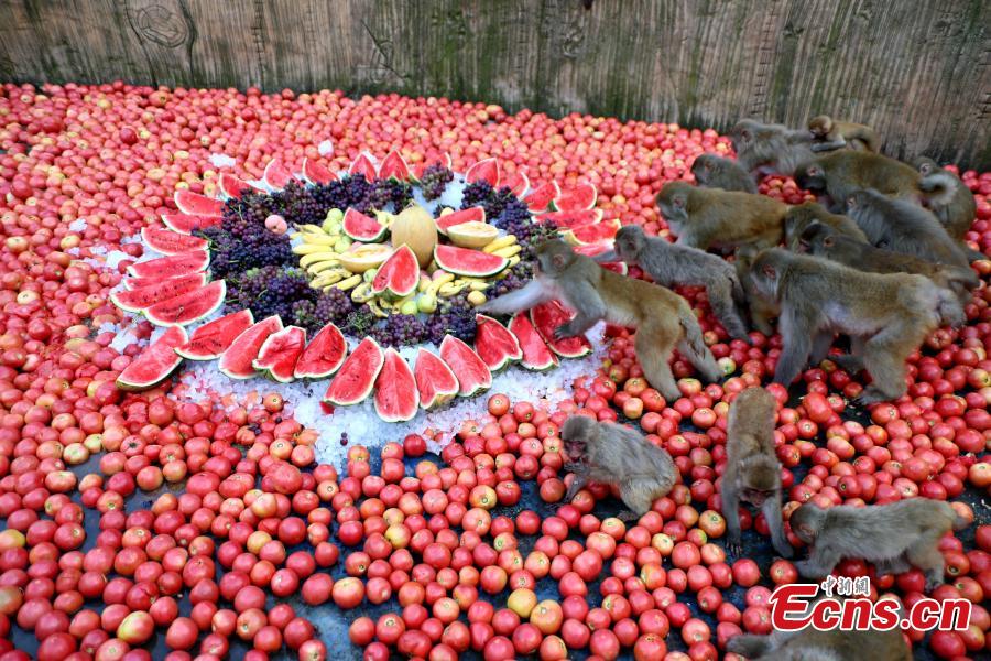 Macaque monkeys enjoy icy watermelons, bananas and other fruit at Wulongkou nature reserve in Jiyuan County, Central China\'s Henan Province, Aug. 9, 2018, as temperatures reached 37 degrees centigrade. The natural reserve is home to 3,000 macaques. (Photo: China News Service/Wang Zhongju)